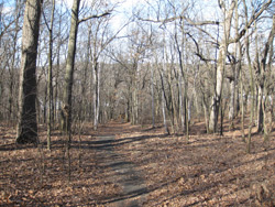 woodlot path